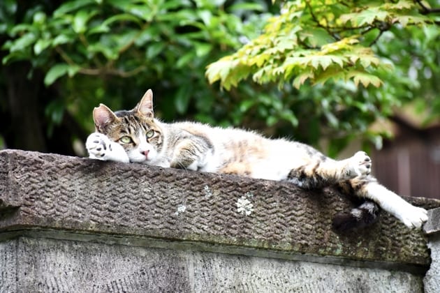 保護猫活動とは?シェルターや飼いたい場合の譲渡会について