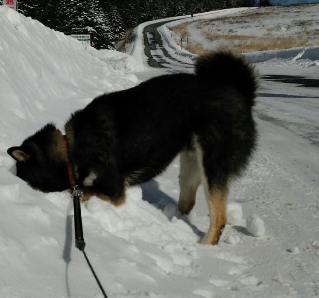 雪に顔を突っ込んでいる黒い柴犬